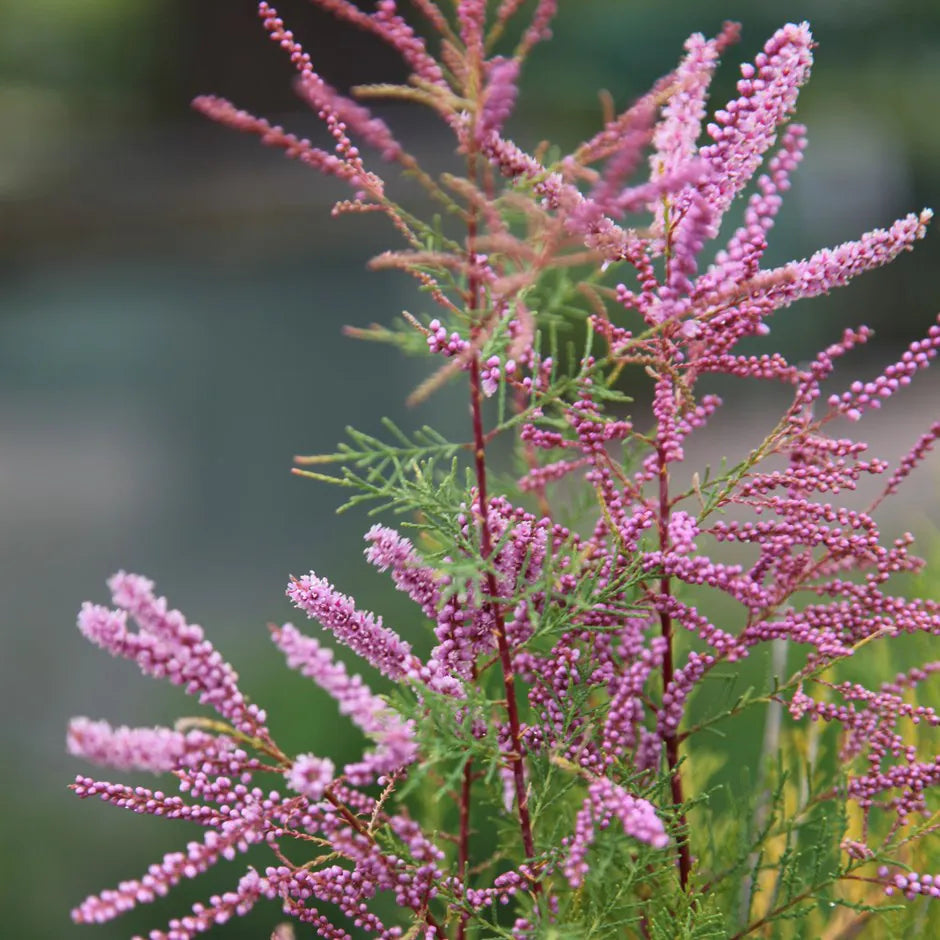 Tamarix flower seeds