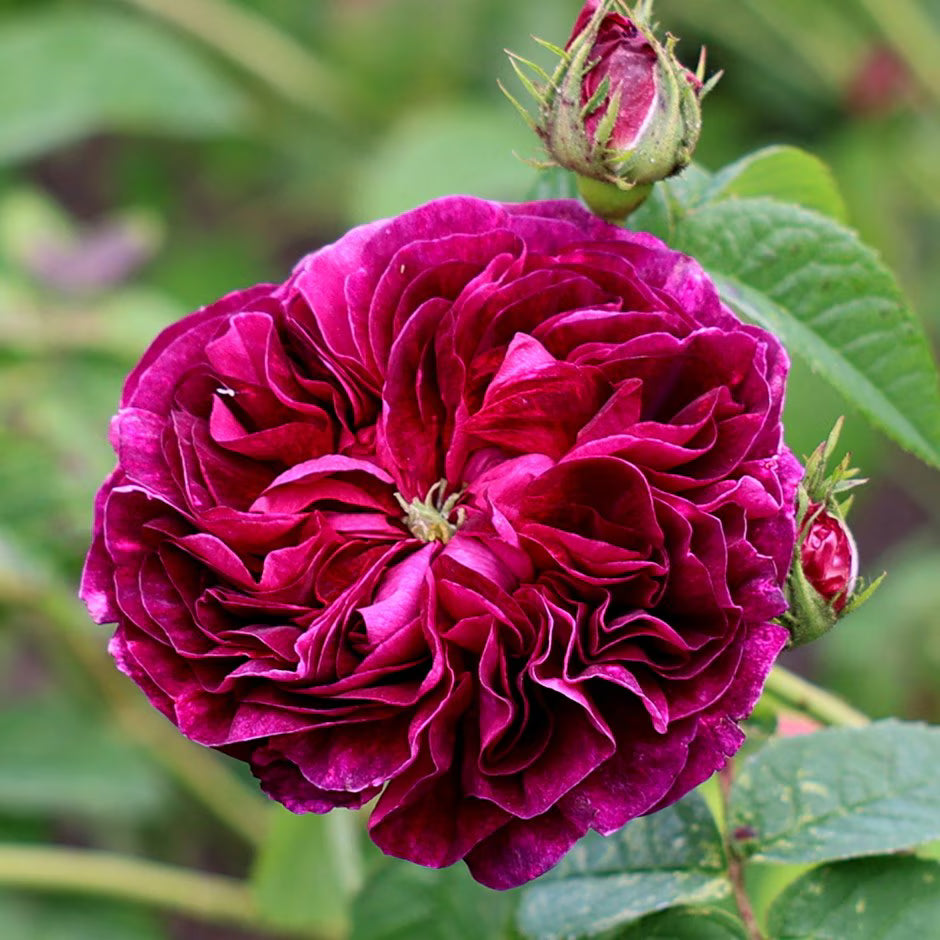 Charles De flower seeds