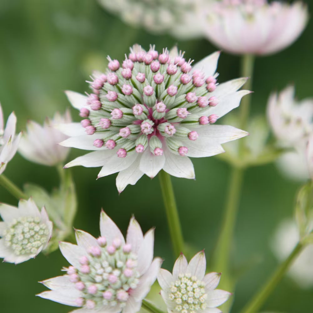 Major Astrantia flower seeds