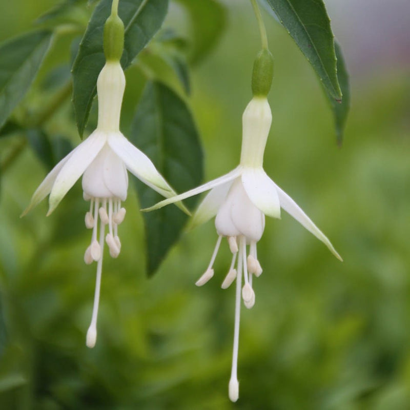Blue and White Fuchsia Flower Seeds for Planting – Heirloom Non-GMO Garden Seeds