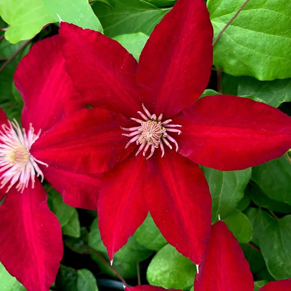 Red And flower seeds
