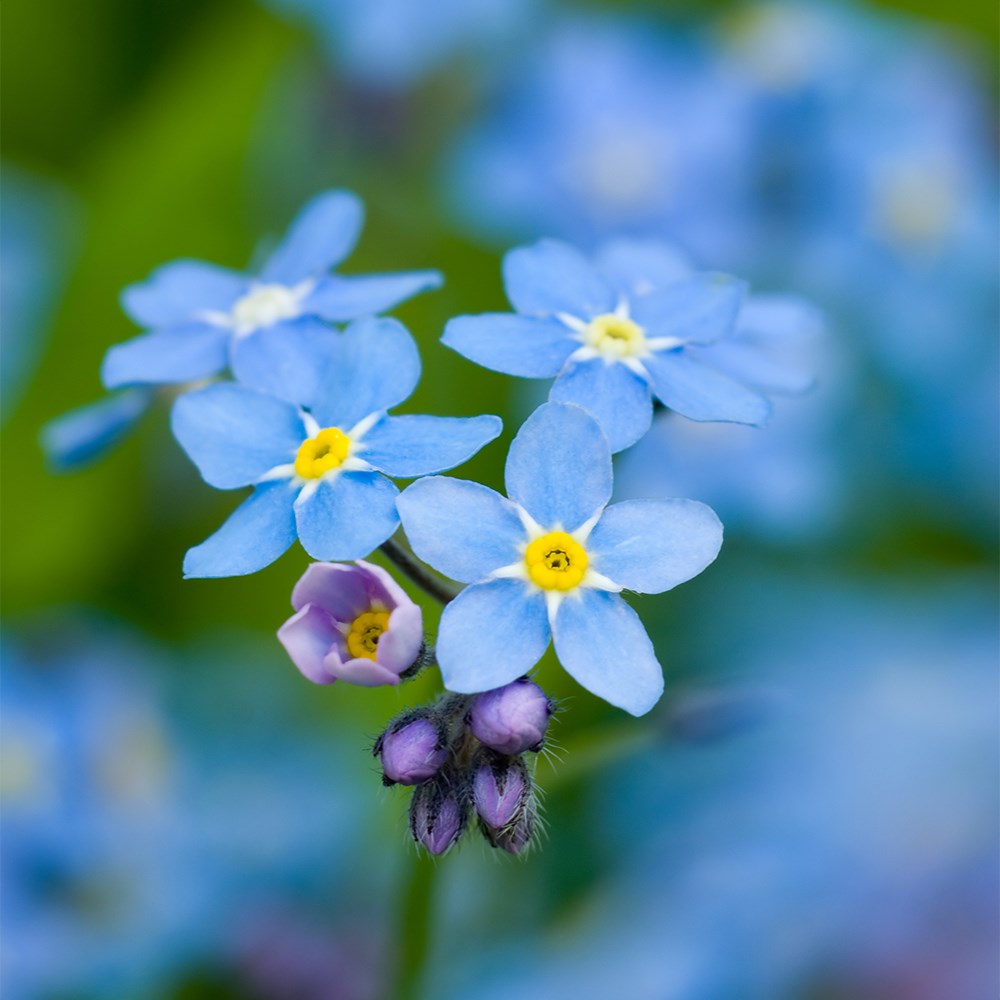 Myosotis Sylvatica flower seeds