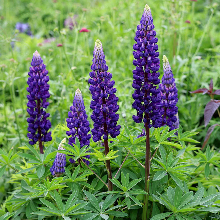 Thick Blue flower seeds