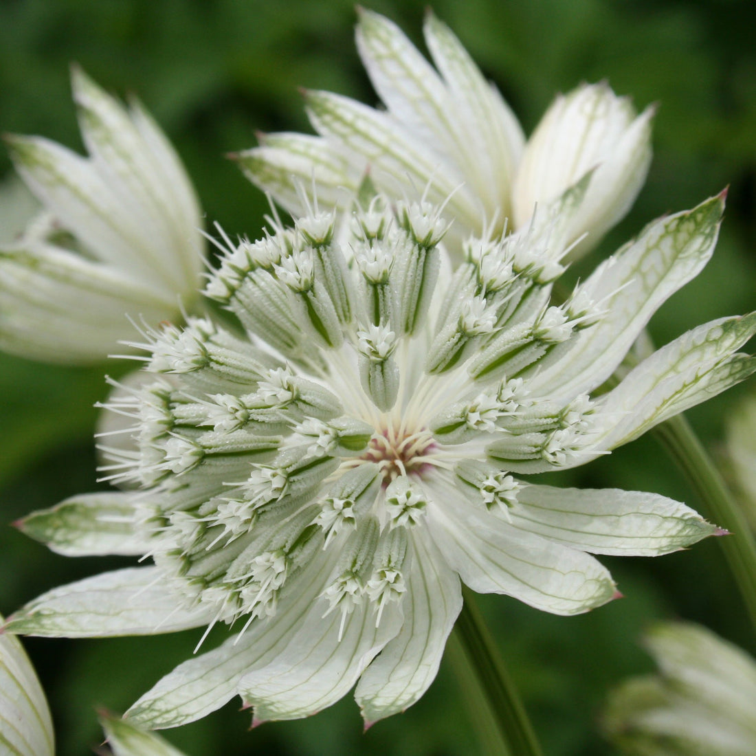 White Astrantia flower seeds