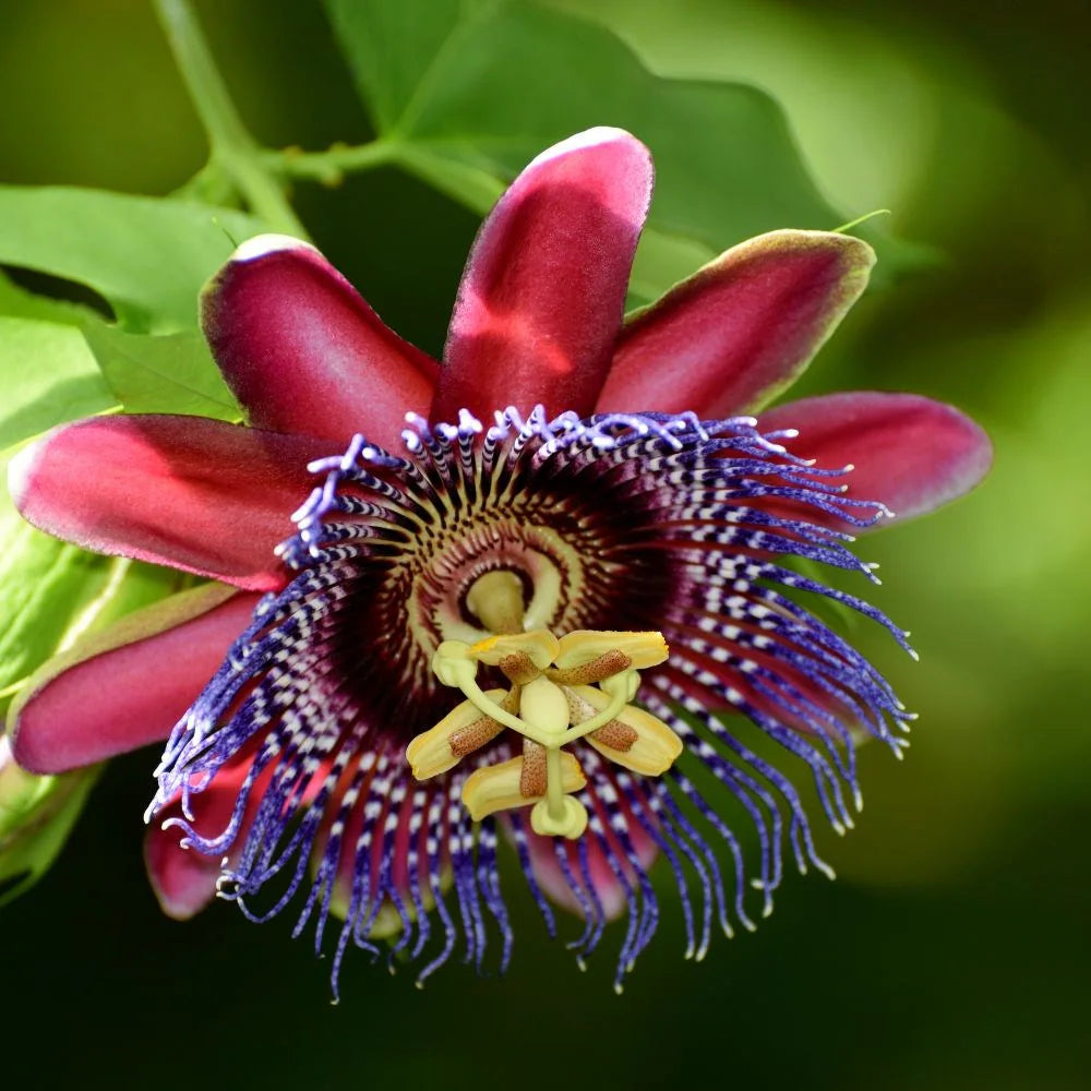 Red Passiflora flower seeds