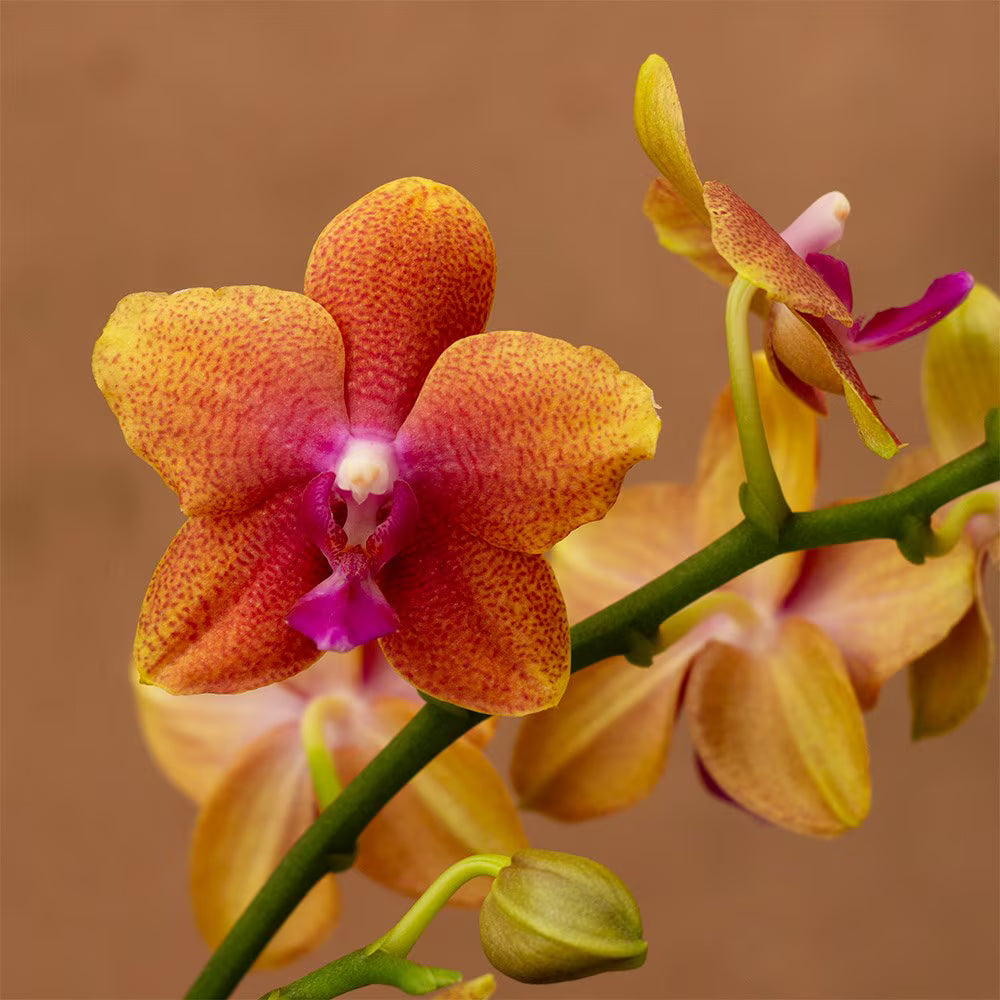 Orange White flower seeds
