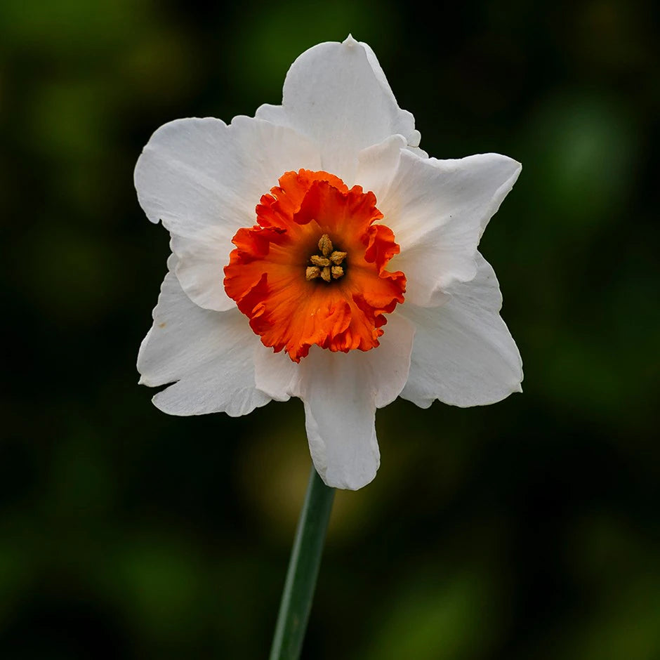 White Red flower seeds