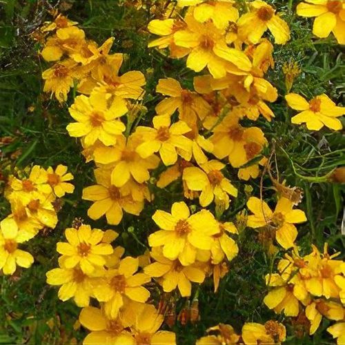 Yellow Tagetes flower seeds