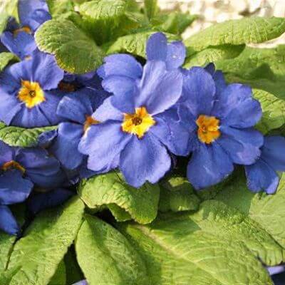Blue Primula plant