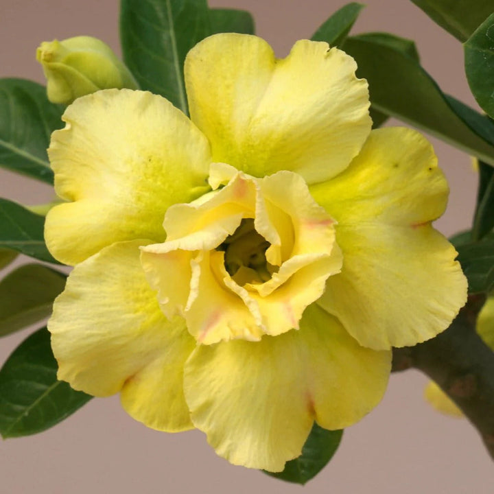 Light Lemon flower seeds