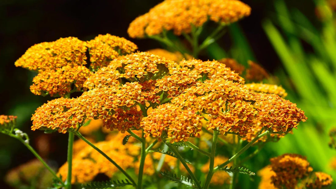 Achillea flower seeds