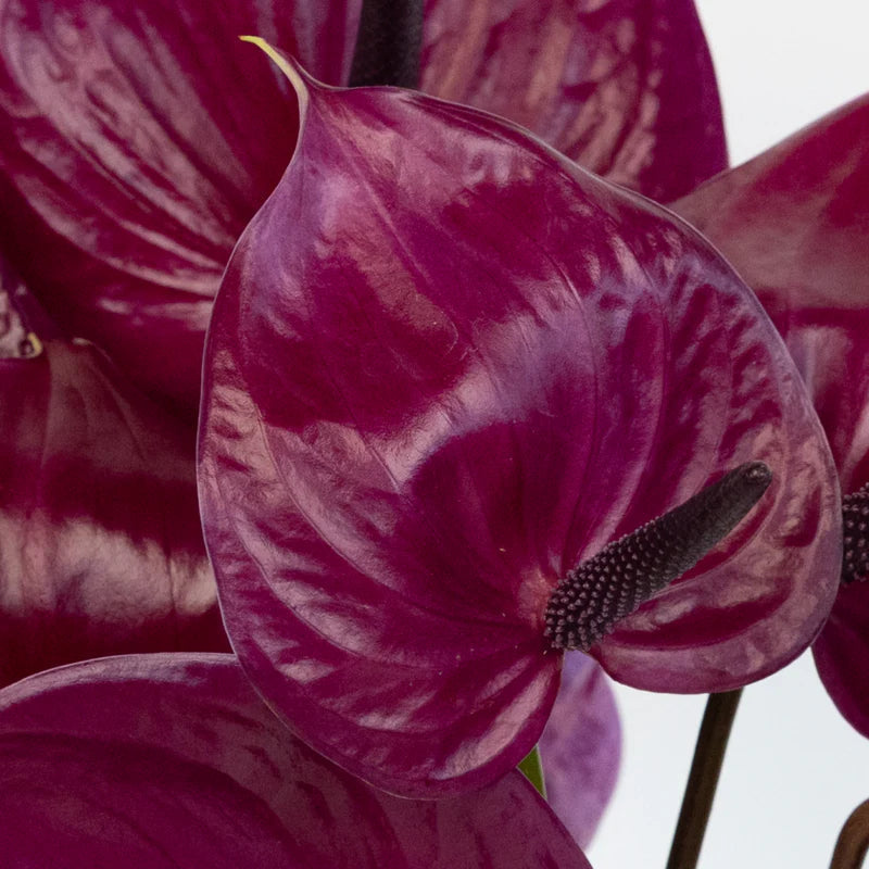 Dark Violet flower seeds