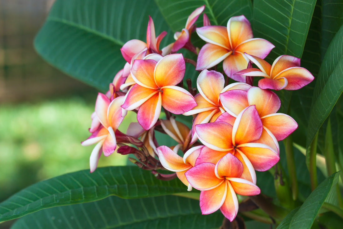 Orange Yellow flower seeds