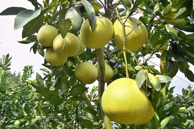 Pomelo Fruit Seeds for Planting – Heirloom Non-GMO Garden Seeds