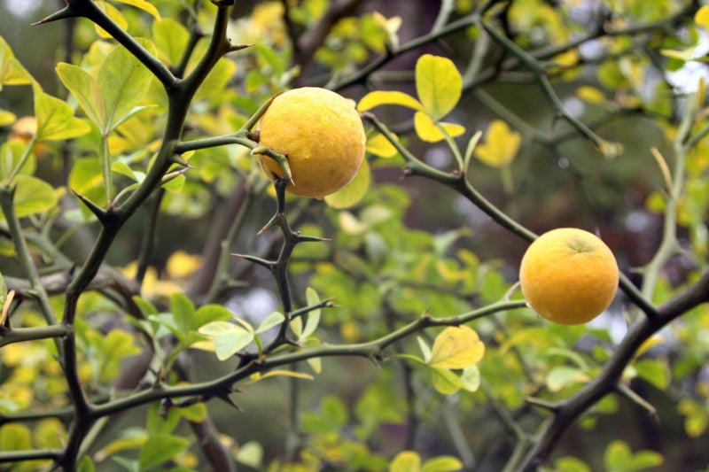 Trifoliata Tree Seeds for Planting – Heirloom Non-GMO Garden Seeds