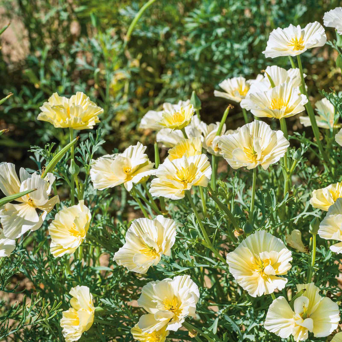 Yellow White flower seeds
