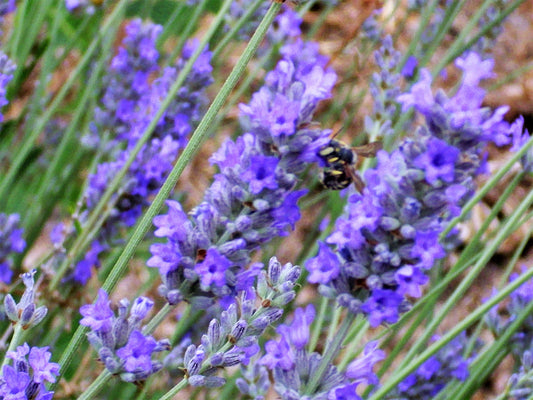 Portuguese Spike Lavender Flower Seeds for Planting – Heirloom Non-GMO Garden Seeds