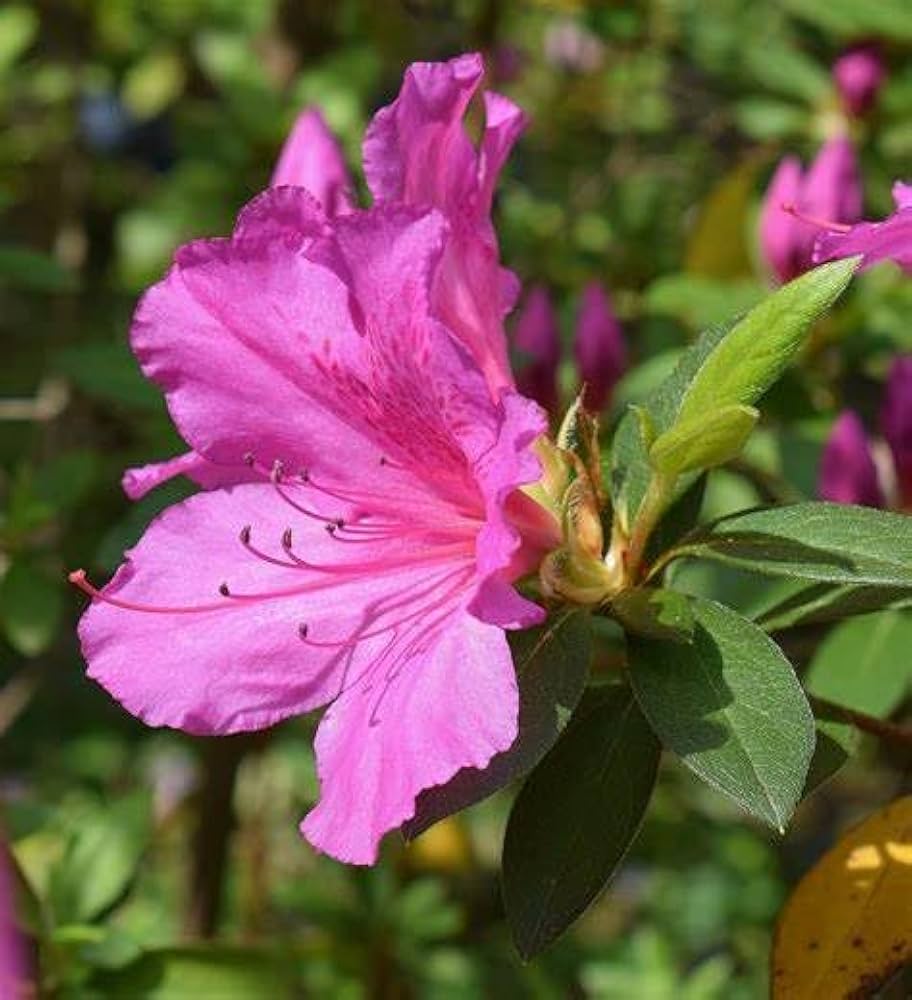 Violet Azalea flower seeds