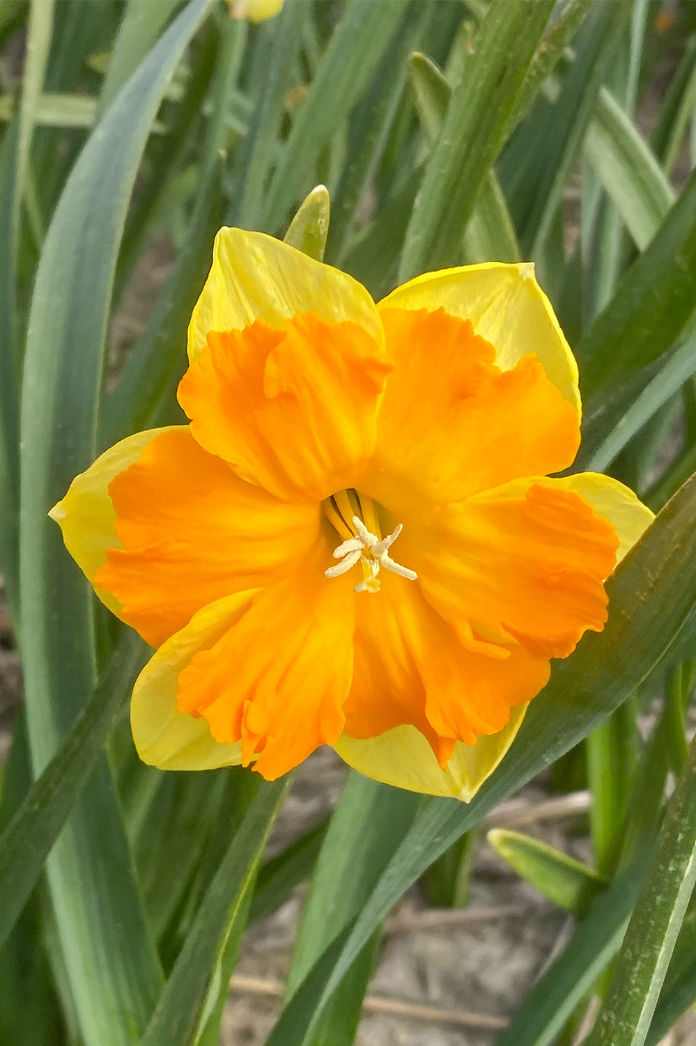 Yellow Orange flower seeds