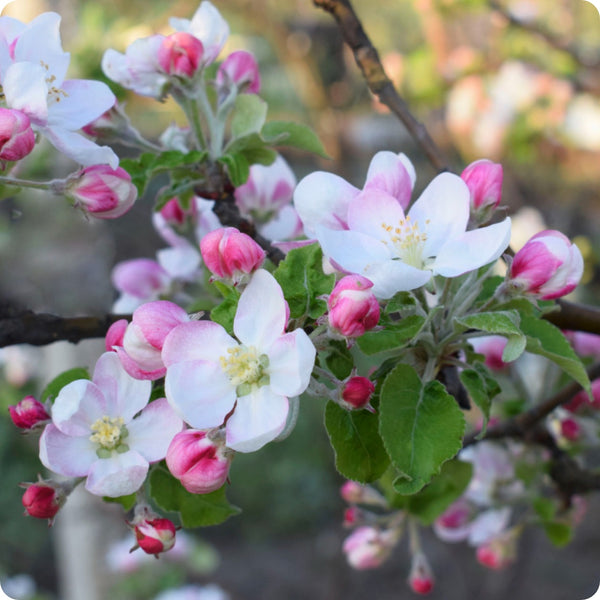 Prairie Crabapple Malus ioensis Fruit Seeds for Planting – Heirloom Non-GMO Garden Seeds