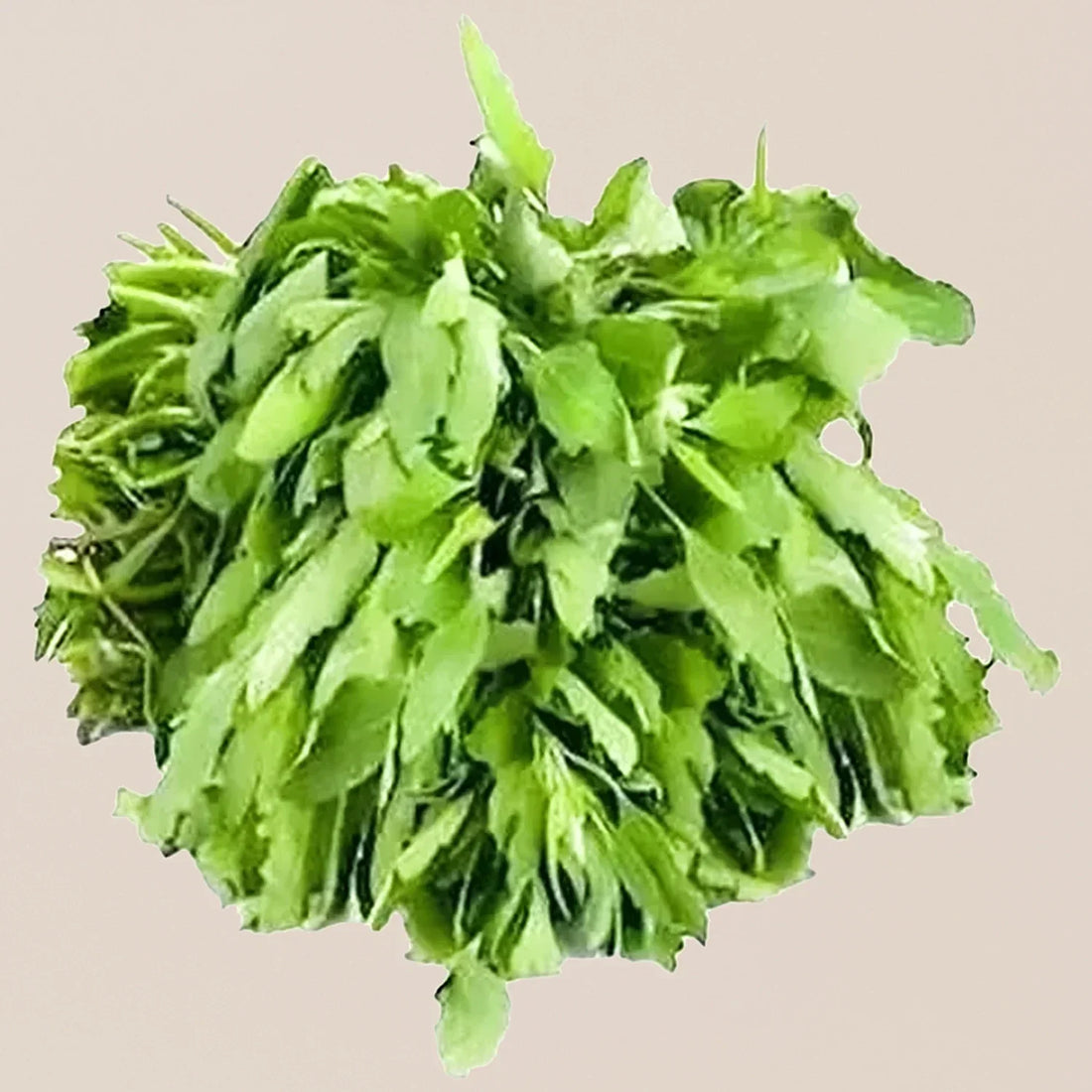 Bathua Seeds