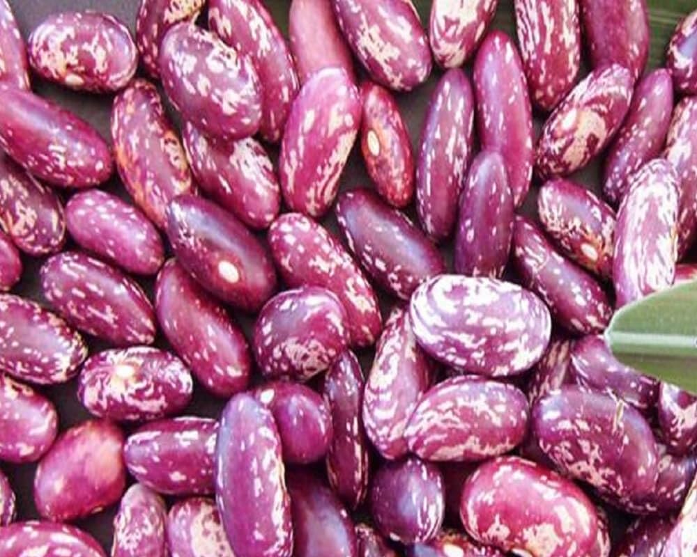 Dominican Red Speckled Kidney Bean Seeds