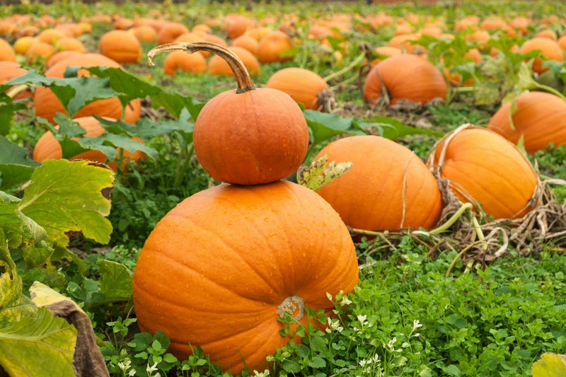 Orange Pumpkin Seeds for Planting – Heirloom Non-GMO Garden Seeds