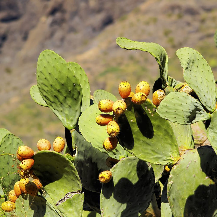yellow prickly pear seeds