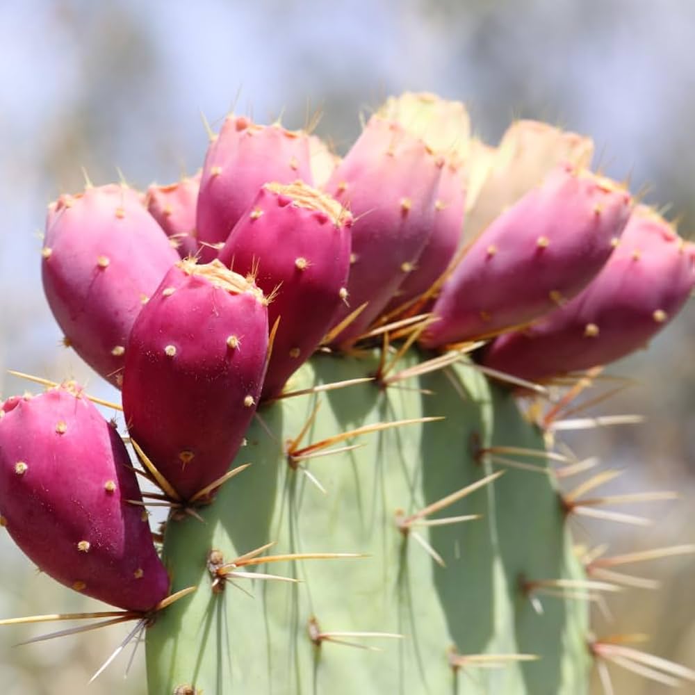 Prickly pear cactus seeds for planting with mature Opuntia cactus pads