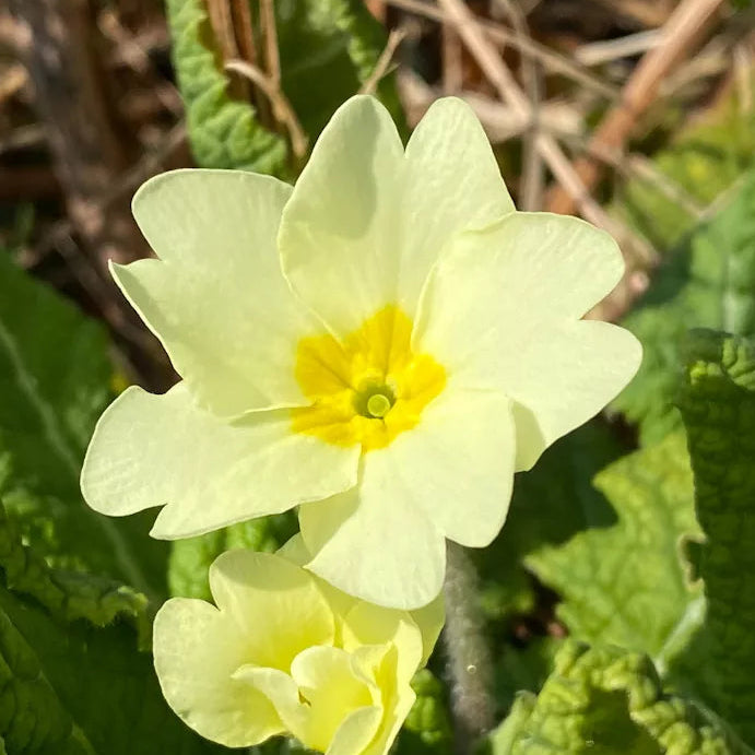 Light Yellow Primula Malacoides Flower Seeds for Planting – Heirloom Non-GMO Garden Seeds