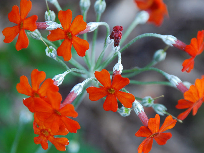 Cockburniana Flower Seeds with bright orange-red Primula cockburniana flowers