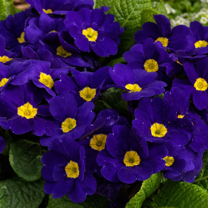 Blue Cobalt flower seeds