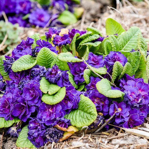 Red Purple flower seeds