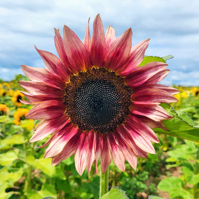 Sunflower Seeds for Planting – Heirloom Non-GMO Garden Seeds