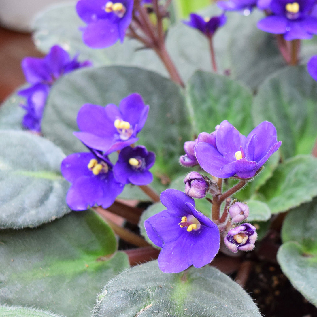 Mini African flower seeds
