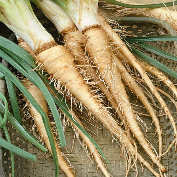 Mammoth Sandwich Island Salsify Seeds for Planting – Heirloom Garden Seeds