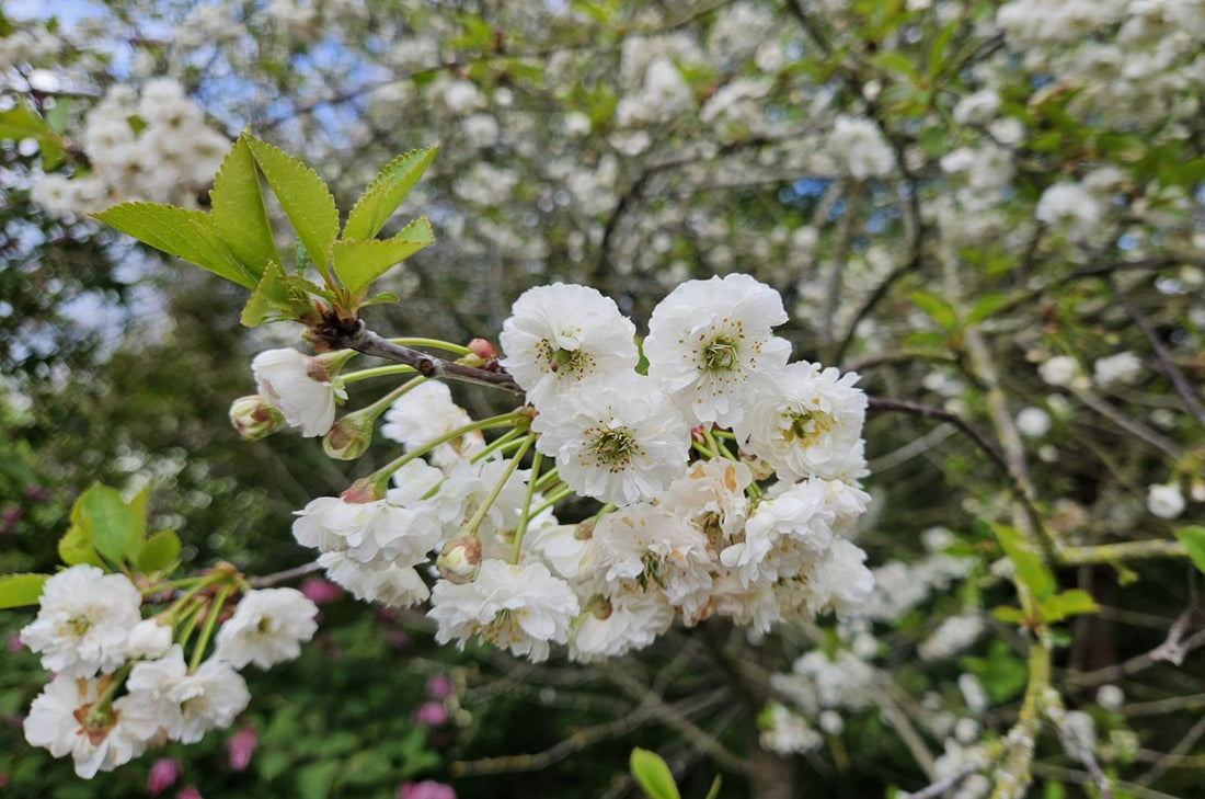 Cerasus flower seeds