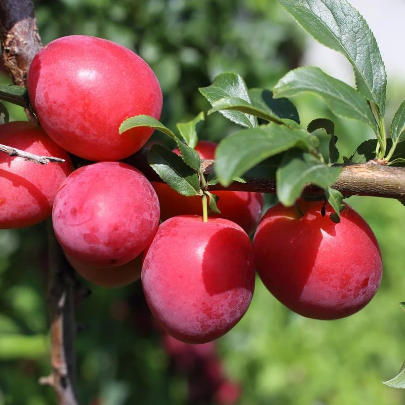 Aashiqui Prunus gentryi fruit seeds for planting and growing a wild cherry tree