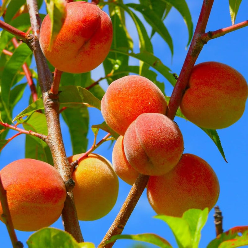 Peach Prunus persica Fruit Seeds for Planting – Heirloom Non-GMO Garden Seeds