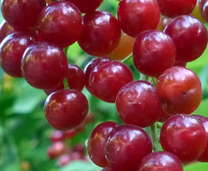 Chokecherry fruit seeds for planting – heirloom Non-GMO garden variety