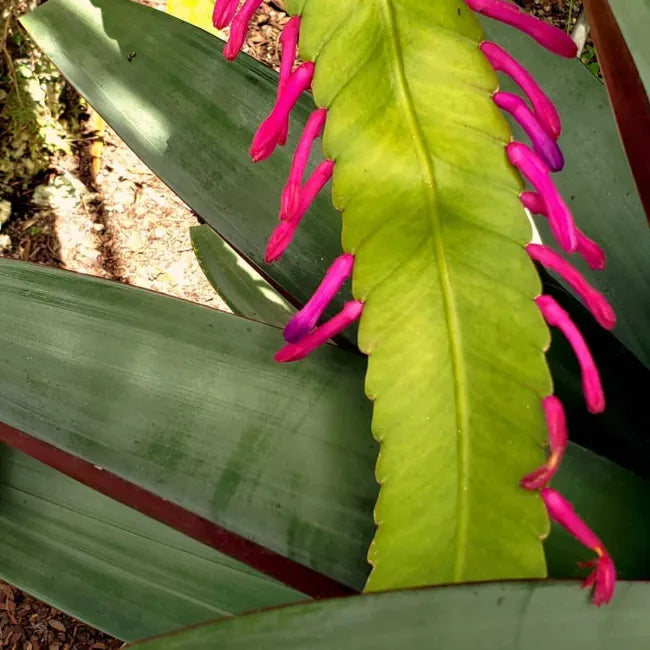 Green Wittia flower seeds