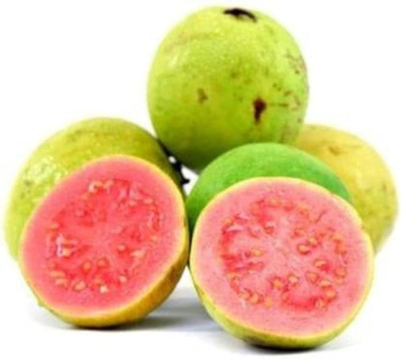 Graines de goyavier Psidium guajava pour la plantation – Graines de jardin ancestrales sans OGM