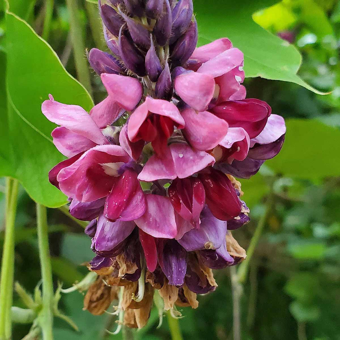 Kudzu Pueraria flower seeds