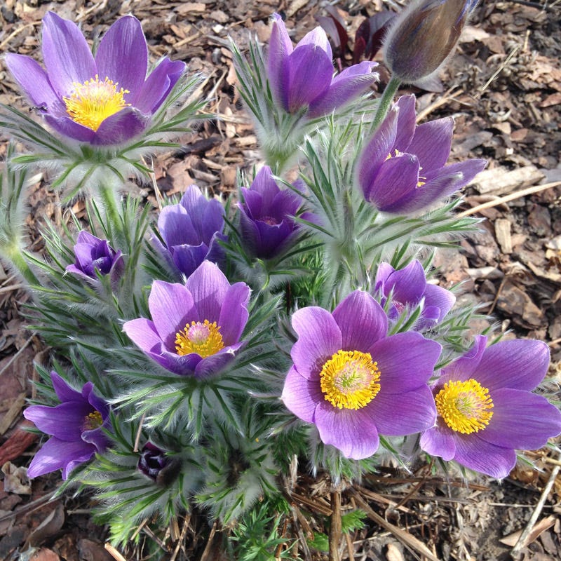 Violet Pasque flower seeds