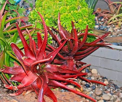 Purple Aloe Cameron with Colorful Succulent Rosettes
