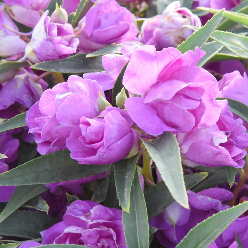 Purple Balsam flower seeds