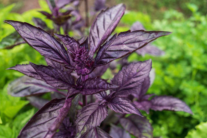 Purple basil herb plant with deep purple foliage growing in a sunny home garden