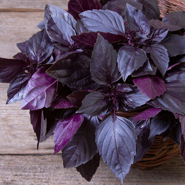 Purple basil herb plant with deep purple foliage growing in a sunny home garden