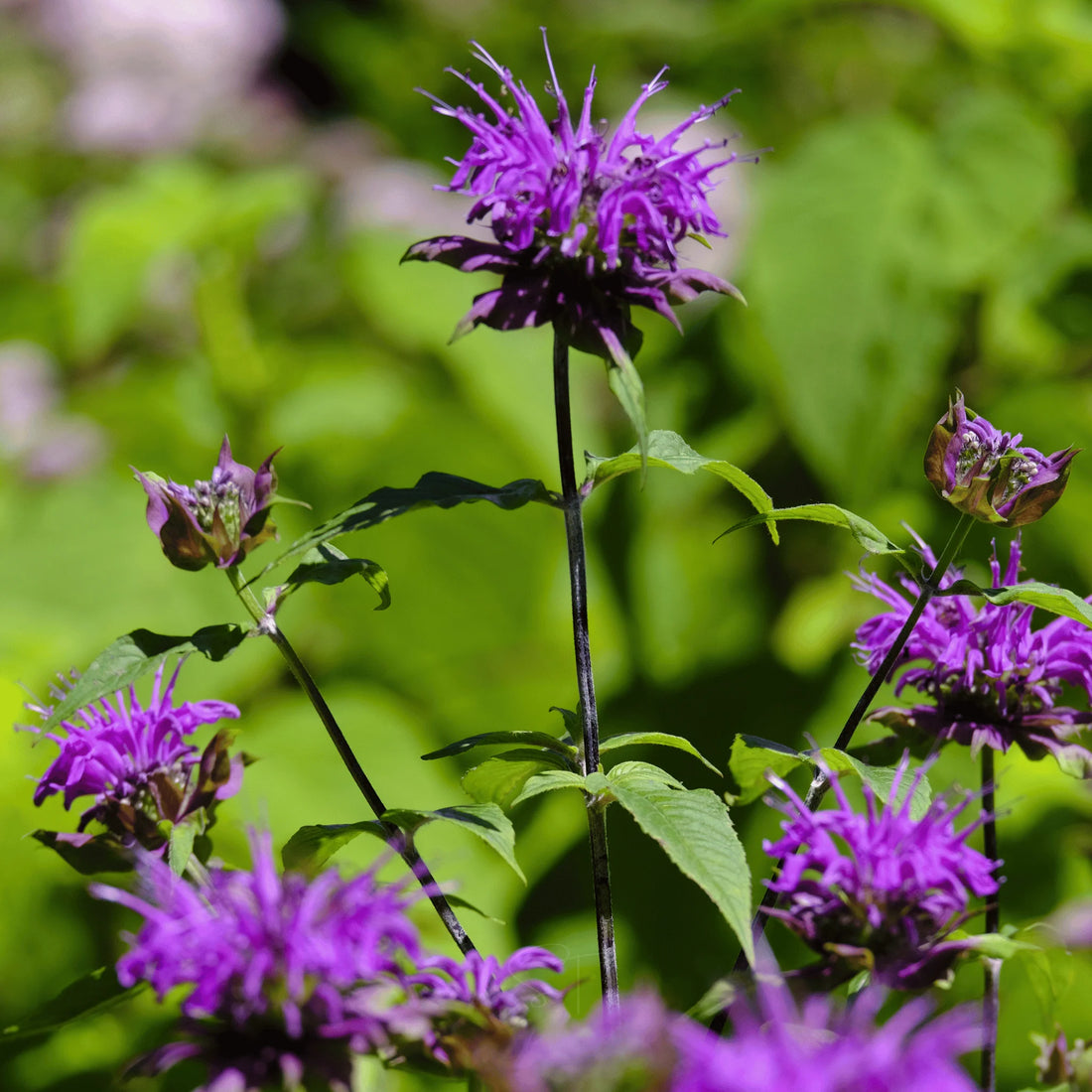 Purple Bergamot flower seeds