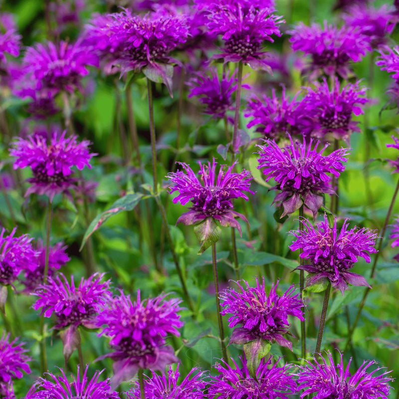 Purple Monarda Flower Seeds for Planting – Heirloom Non-GMO Garden Seeds